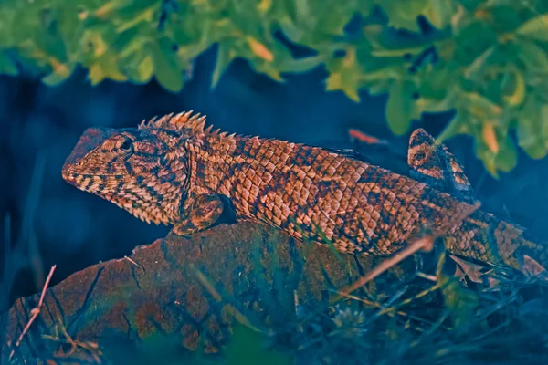 Oriental Garden Lizard, Eastern Garden Lizard, Changeable Lizard, Calotes versicolor