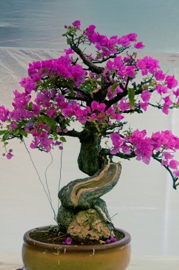 Hindistan, Bougainvillea ağacının Bonsai ağacı.