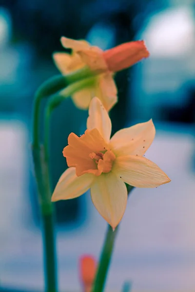 Daffodil Selvagem Narciso Pseudonarciso — Fotografia de Stock