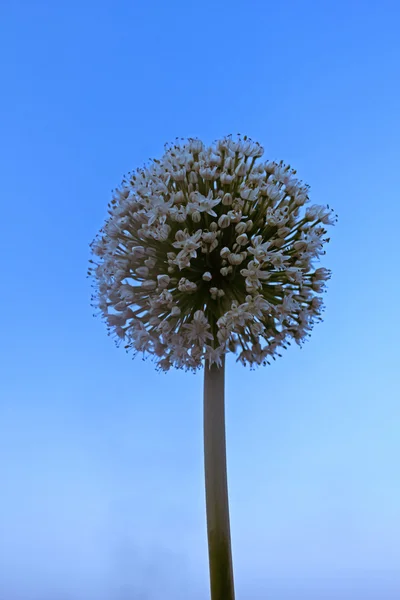 Fiori Cipolla Allium Cepa India — Foto Stock