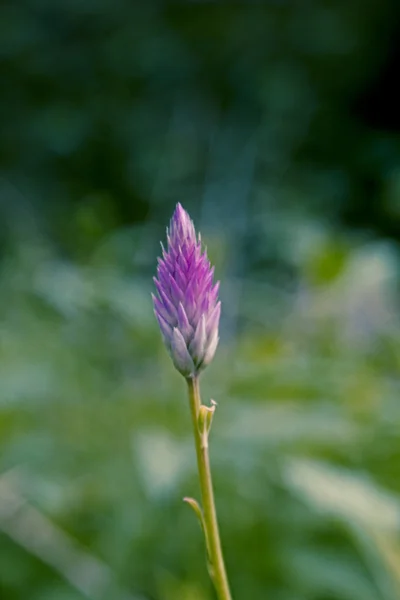 Peigne Argenté Plumes Flamant Rose Blé Celosia Celosia Argentea Var — Photo