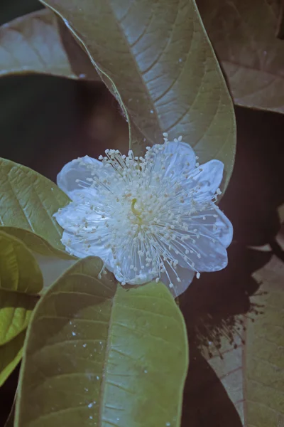 Kwiat Guawy Amrood Psidium Guajava Indie — Zdjęcie stockowe