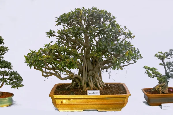 Ficus Retusa ağacından Bonsai Ağacı, Hindistan