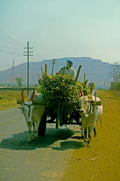 Agricultores Que Llevan Caña Azúcar Carro Bueyes Satara Maharashtra India — Foto de Stock