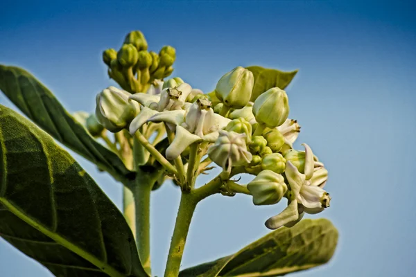 Corona Fiore Calotropis Gigantea — Foto Stock