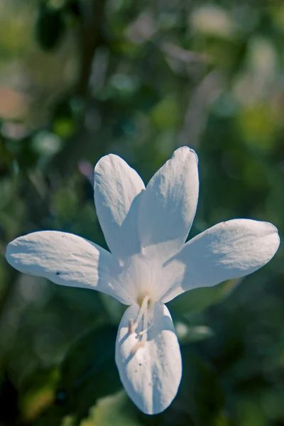 Mountain Barleria Barleria Montana Dongari Koranti – stockfoto