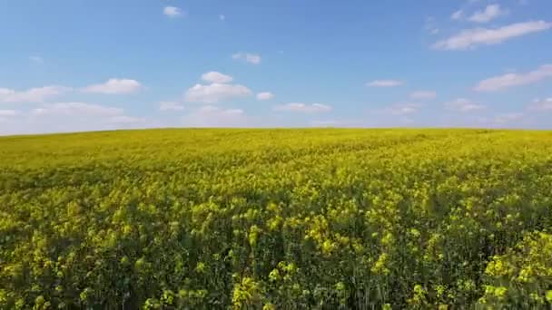 Imágenes aéreas de aviones no tripulados del impresionante campo amarillo brillante de flores de colza en flor con un cielo azul en el fondo — Vídeo de stock