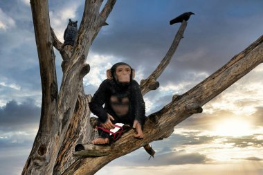 Ağaçtaki maymun figürü