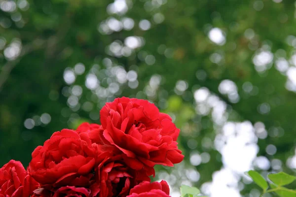 Rose Petals Blurred Background — Stock Photo, Image