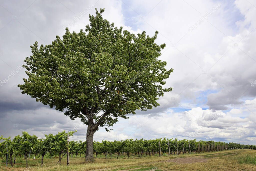 vineyard in southern palatinate