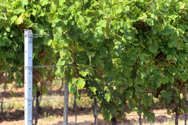 Grapevines Autumn Vines — Stock Photo, Image