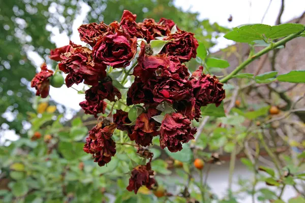 枯れてしまったバラの花びらを閉じて — ストック写真