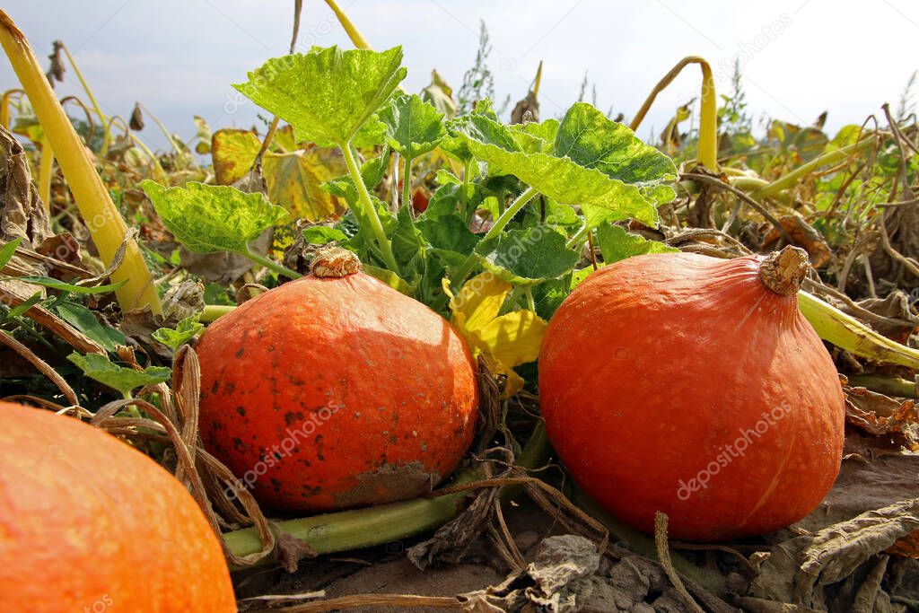 Hokkaido pumpkin in the field