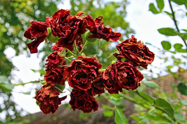 Withered Rose Petals Closeup — Stock Photo, Image