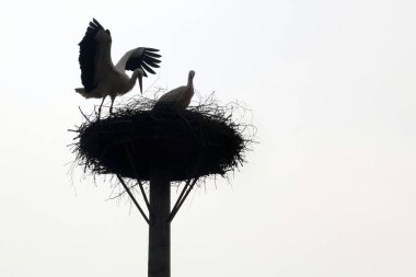 Leylek Yuvası, beyaz leylek