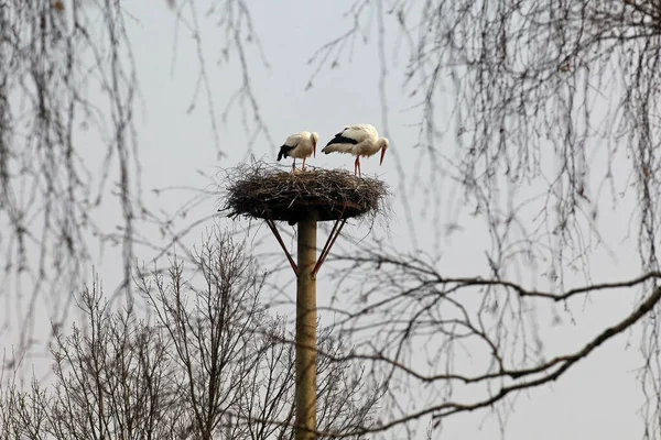 Stork Näste Vit Stork — Stockfoto
