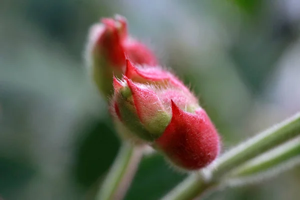 Цветок Тибухина Растение Тибухина Крупный План — стоковое фото