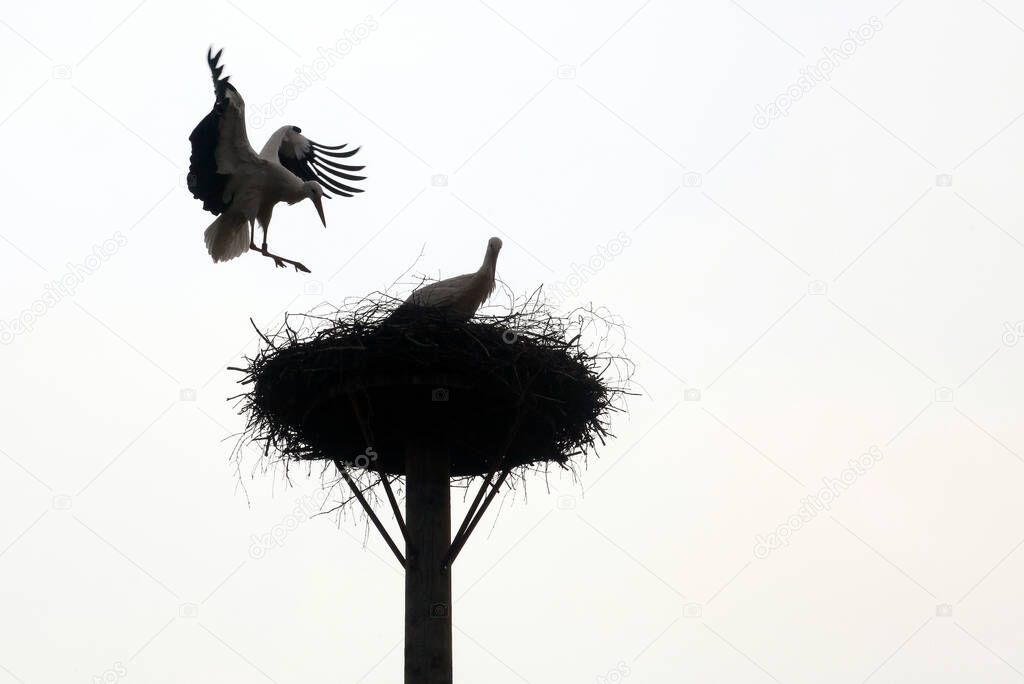 Stork's Nest, white stork
