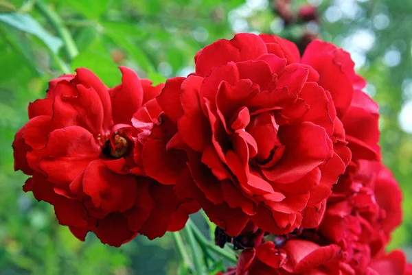 Rose Petals Blurred Background — Stock Photo, Image