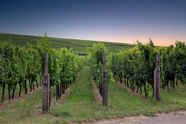 Viñedo Sur Del Palatinado — Foto de Stock