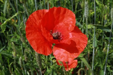 Çiçekli haşhaş, haşhaş, yakın plan,