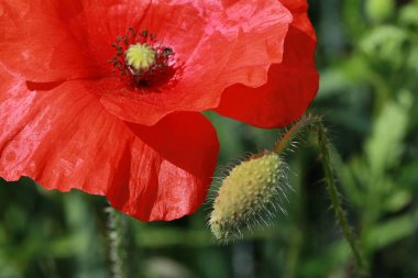 Çiçekli haşhaş, haşhaş, yakın plan,
