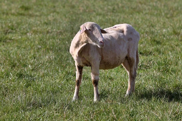 Får Betesmark Får — Stockfoto