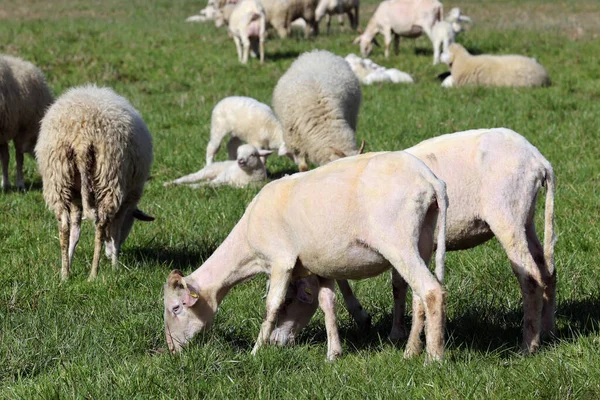 Otlaktaki koyunlar, koyunlar