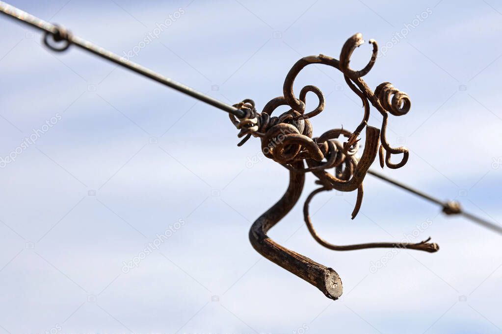 Grapevine curls on the wire