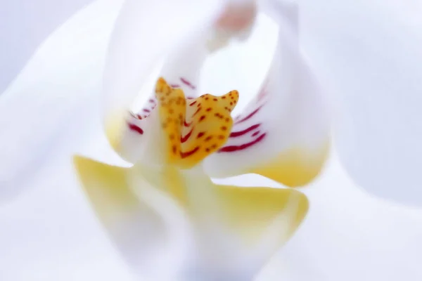 Close Van Een Orchidee Bloem Rechtenvrije Stockfoto's