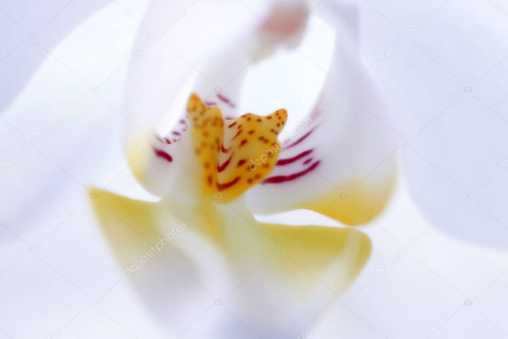 close up of an orchid flower