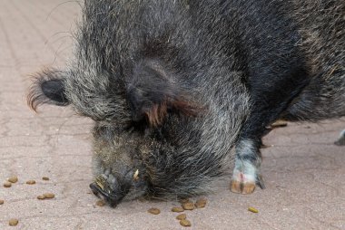 Göbekli domuz, yakın plan.