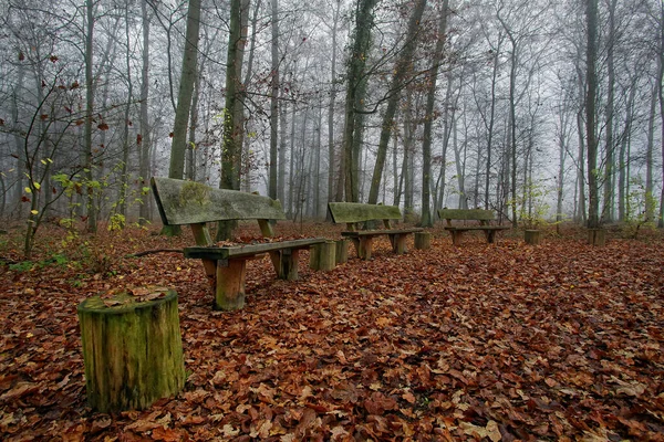Drewniane Ławki Jesiennym Lesie — Zdjęcie stockowe