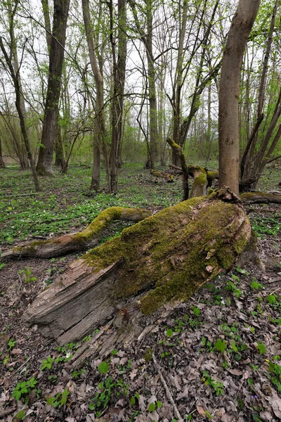 Stary Martwy Pień Drzewa Mchem — Zdjęcie stockowe