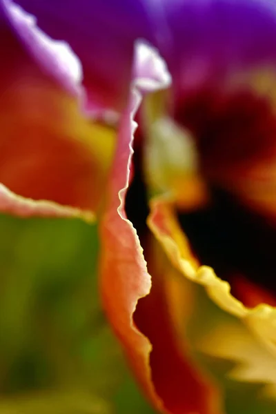 Primer Plano Una Flor Flores Pansy —  Fotos de Stock