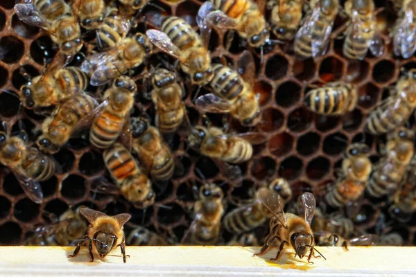 Bienen Nahaufnahme Bienen Nahaufnahme — Stockfoto
