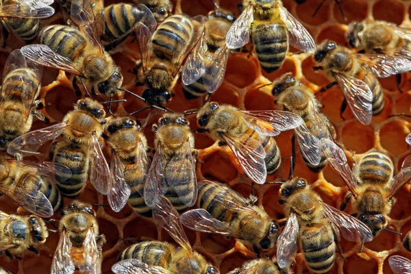 Bienen Nahaufnahme Bienen Nahaufnahme — Stockfoto