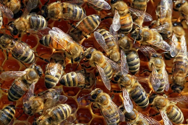 Bienen Nahaufnahme Bienen Nahaufnahme — Stockfoto