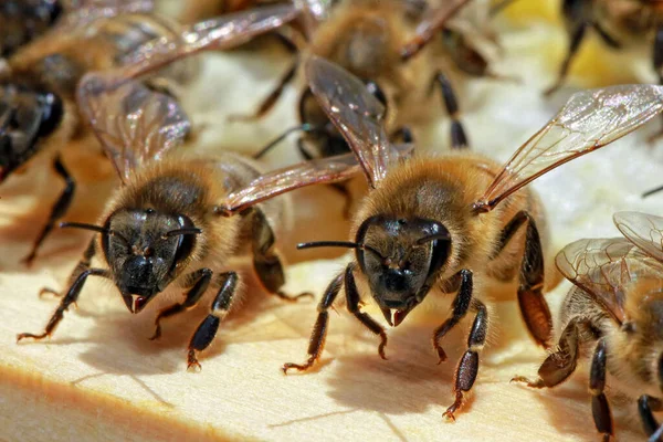 Bienen Nahaufnahme Bienen Nahaufnahme — Stockfoto