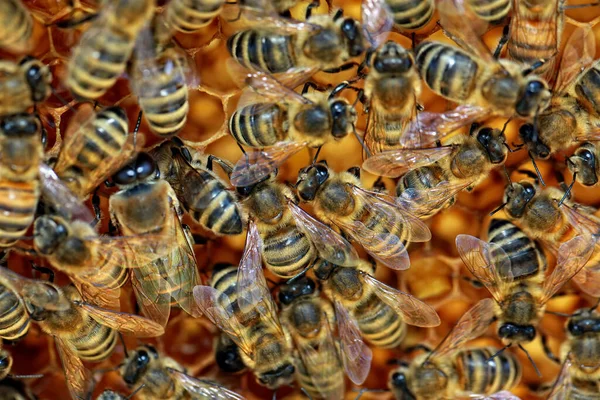 Bienen Nahaufnahme Bienen Nahaufnahme — Stockfoto