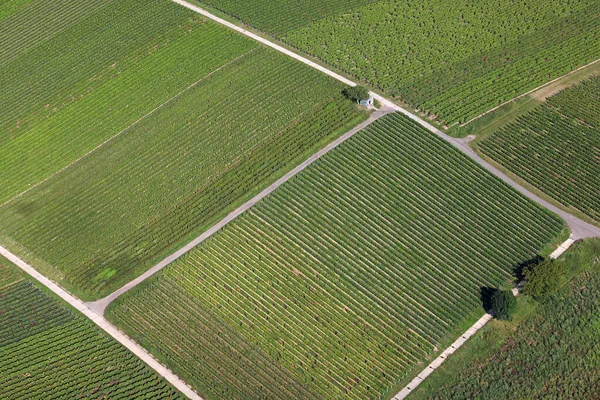 南帕拉廷地区葡萄园的鸟瞰 — 图库照片