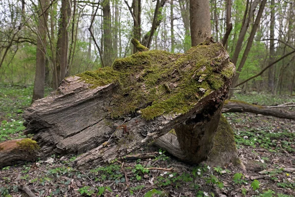 Stary Martwy Pień Drzewa Mchem — Zdjęcie stockowe