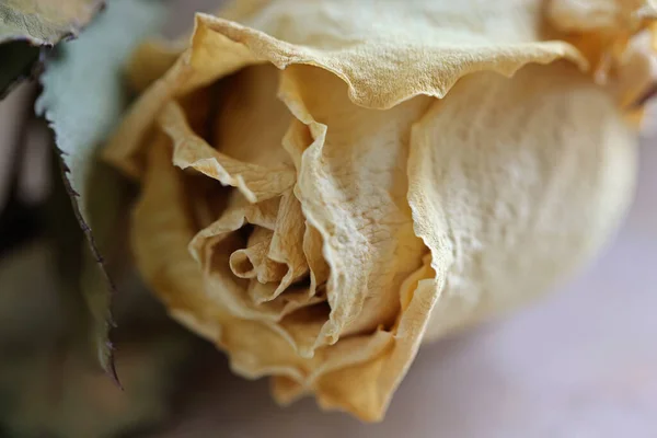 Withered Yellow Rose Blossom Closeup — Stock Photo, Image