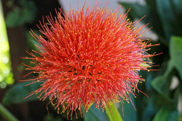 Pensel Lilja Blod Blomma Närbild — Stockfoto