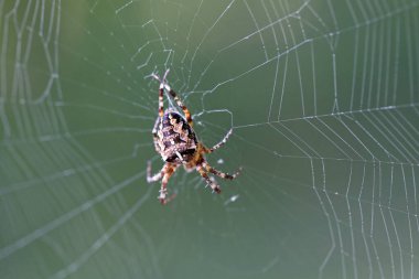 Bahçe örümceği, örümcek, yakın plan