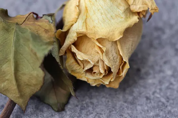 Withered Yellow Rose Blossom Closeup — Stock Photo, Image