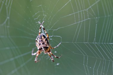 Bahçe örümceği, örümcek, yakın plan