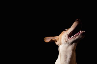 Jack Russell köpek yavrusu siyah bir arka planda