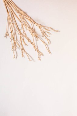 Boş bir arkaplan üzerinde solda köşegen kuru dallar