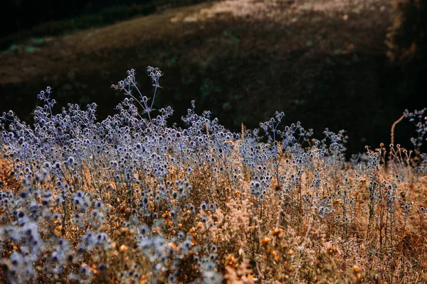 Veld Met Kleurrijke Bloemen Doornen Bij Zonsondergang Met Fel Licht — Stockfoto